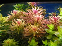 Limnophila aromatica