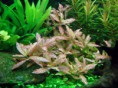 /album/umiestnenie-hygrophila-polysperma-rosanervig-/hygrophila-polysperma-rosanervig-jpg/