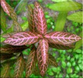 /album/umiestnenie-hygrophila-polysperma-rosanervig-/hygrophila-polysperma-rosanervig1-jpg/