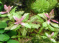 /album/umiestnenie-hygrophila-polysperma-rosanervig-/s825395814821053-p7-i3-w447-png/